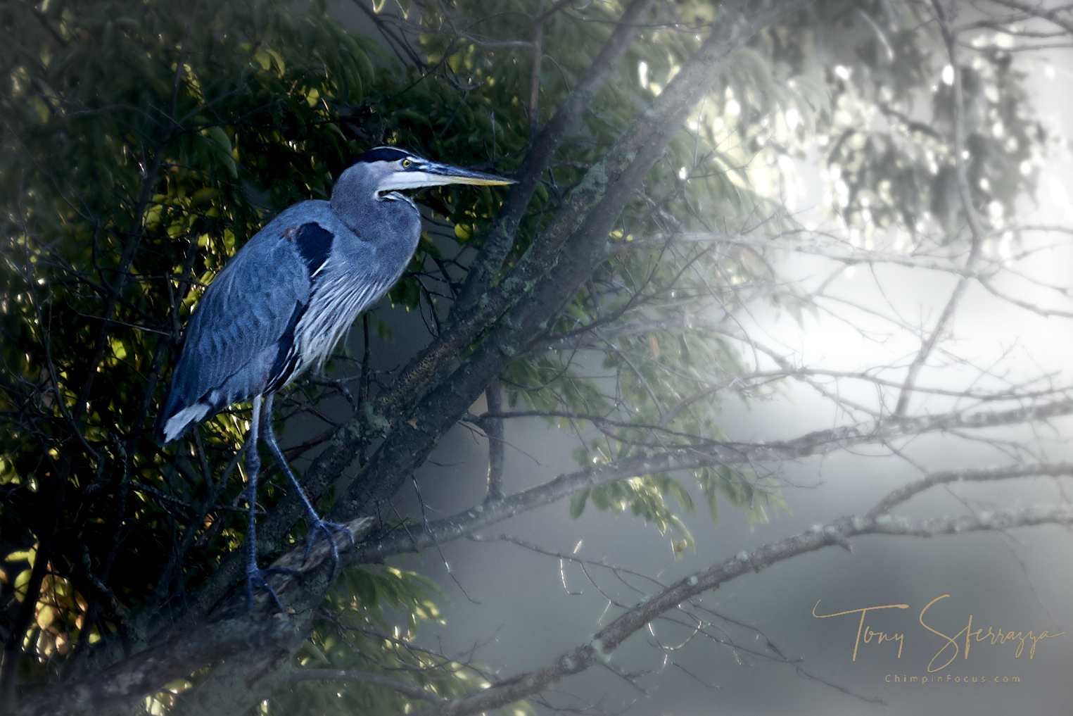 Great Blue Heron