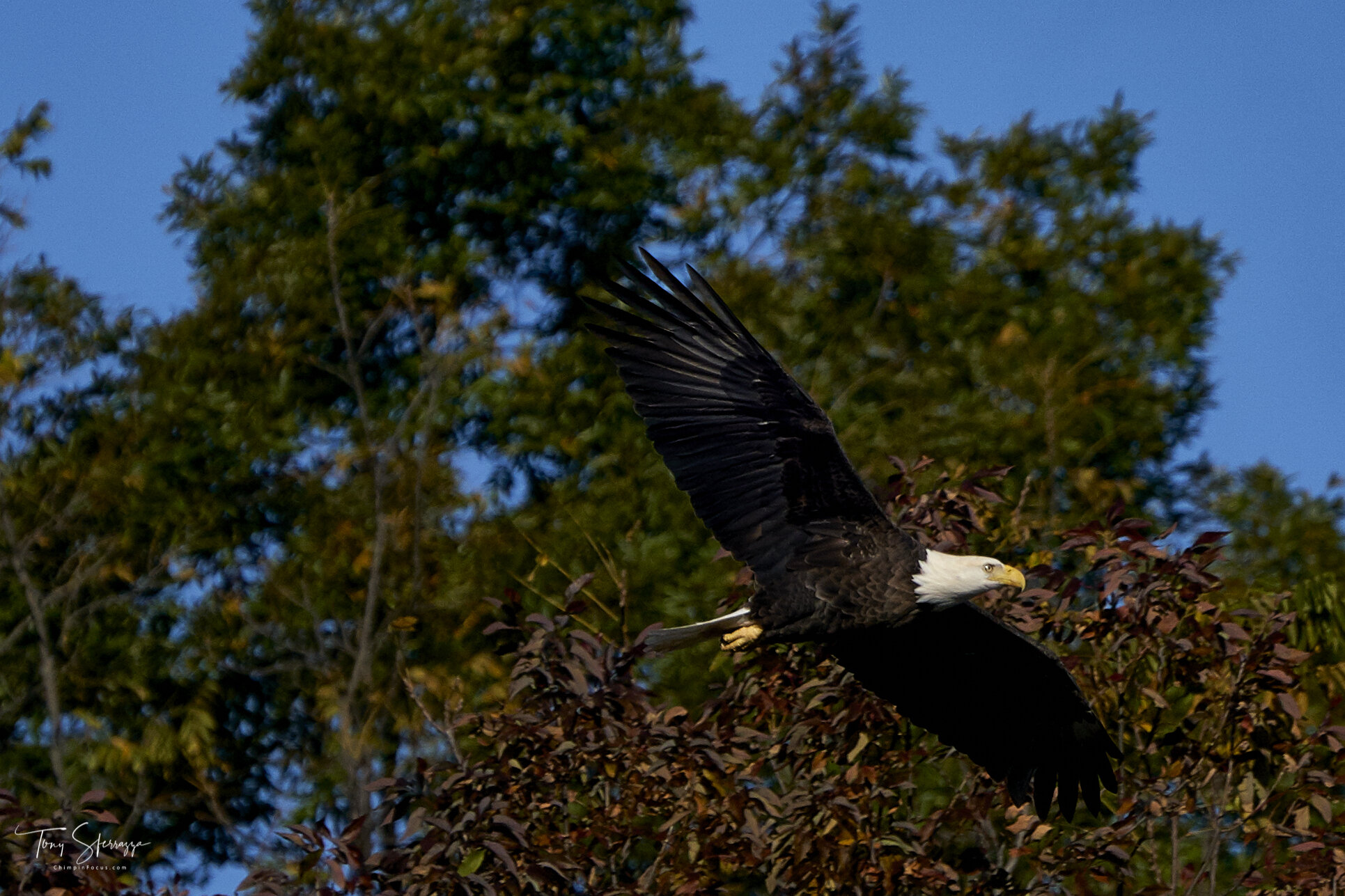 Eagle in Fall