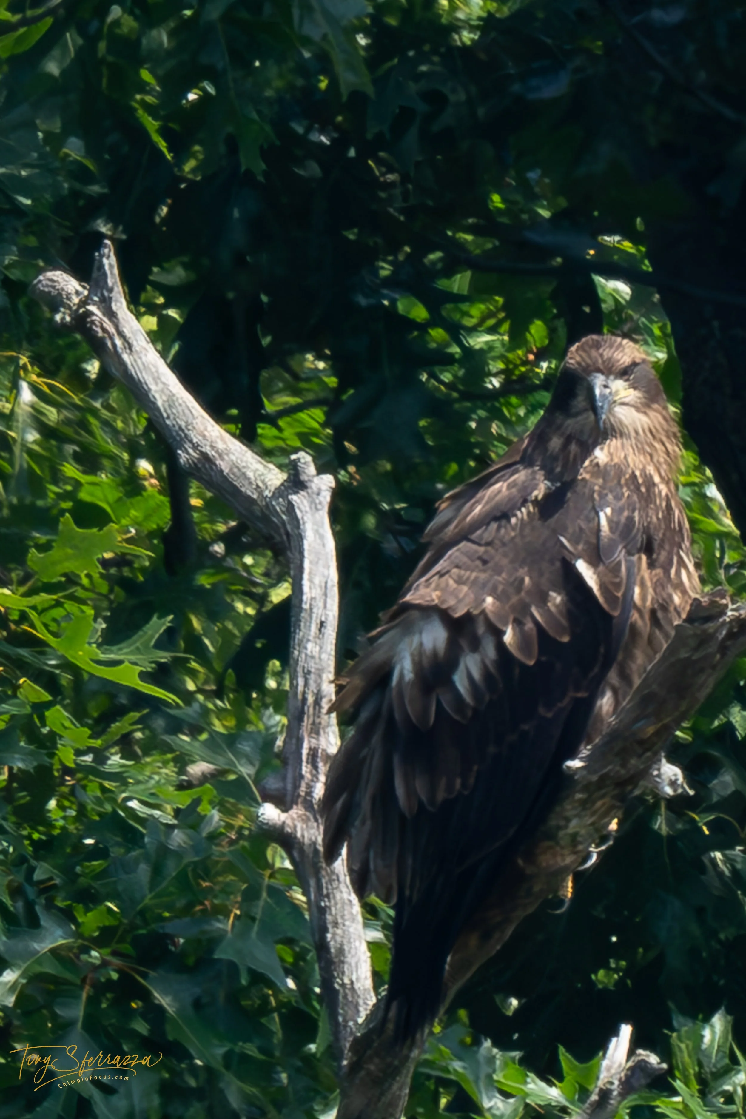 CIF-SA105409-Enhanced-NR-July 06, 2024.jpg