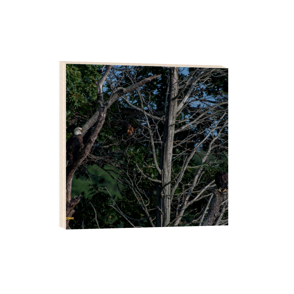 ptq_29_0_712_0_2848_2848_0_false_ffffff_0_0_.png