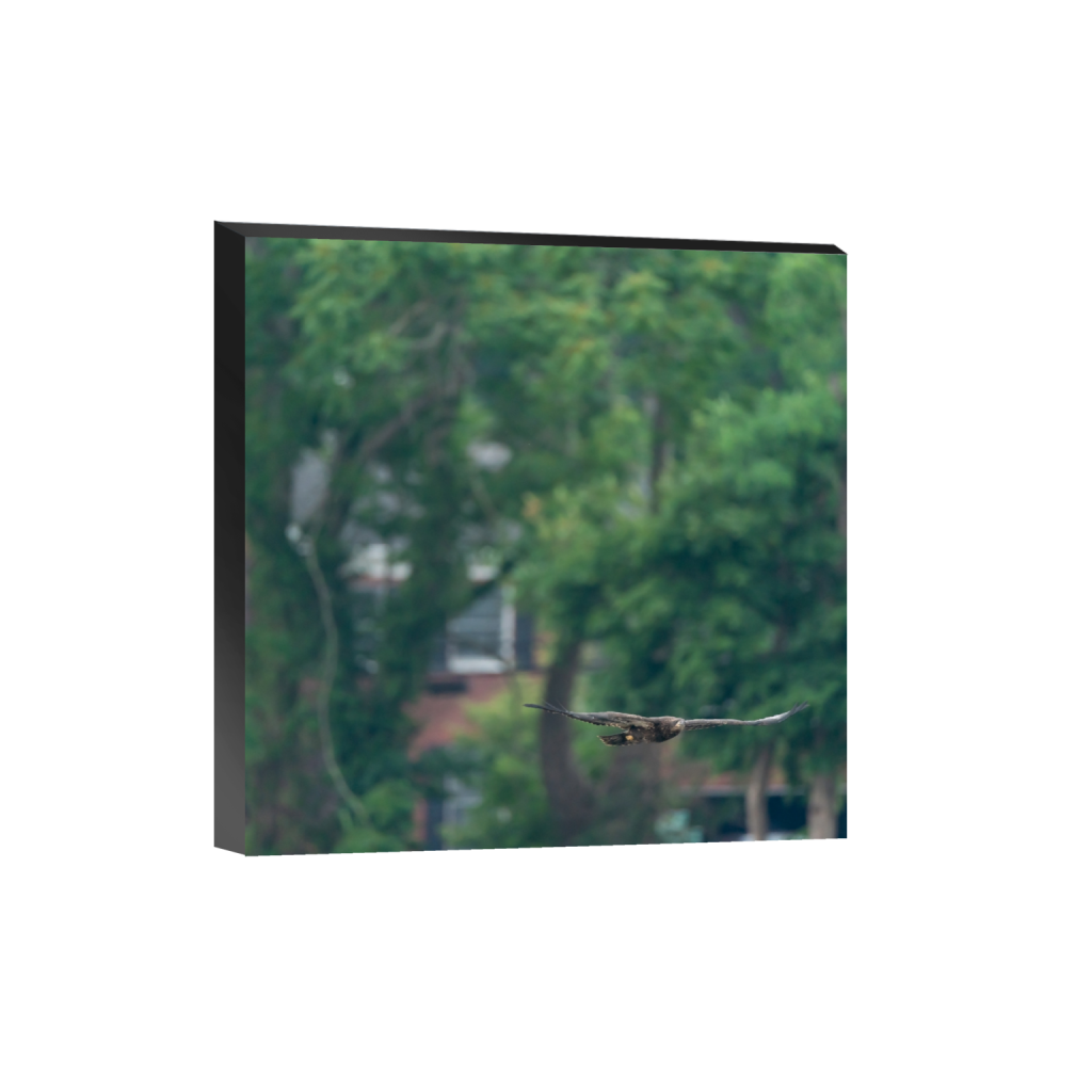 ptq_32_0_1000_0_4000_4000_0_false_ffffff_0_0_.png