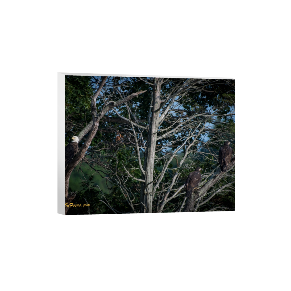 ptq_7_6_356_0_3560_2848_0_false_ffffff_0_0_.png