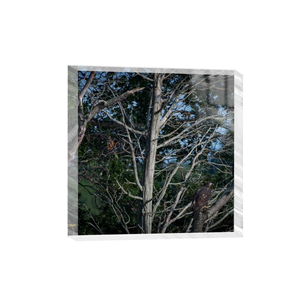ptq_300_0_712_0_2848_2848_0_false_ffffff_0_0_.png