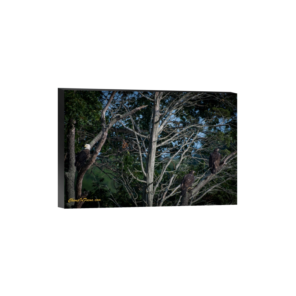 ptq_32_3_0_0_4272_2848_0_false_ffffff_0_0_.png