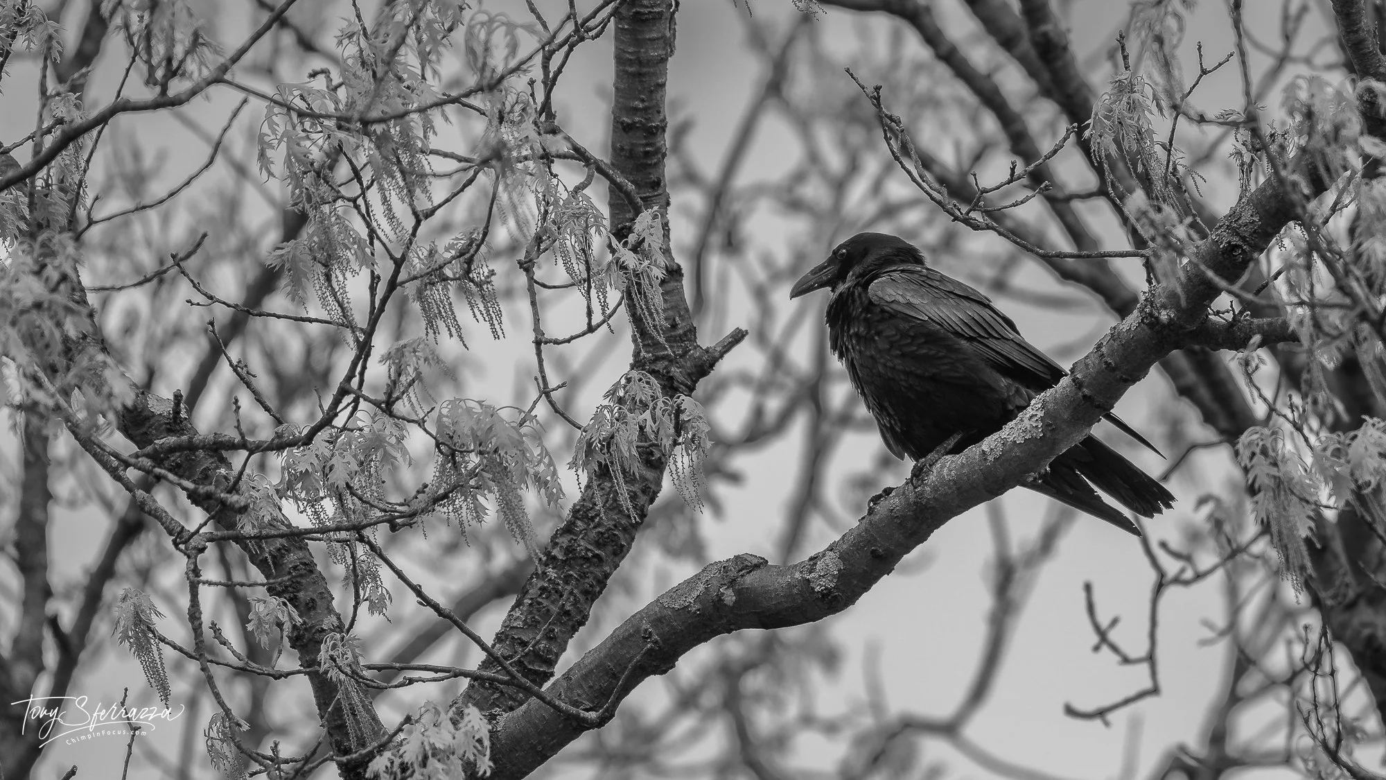 YP-SA100574-May 02, 2026-B&W.jpg