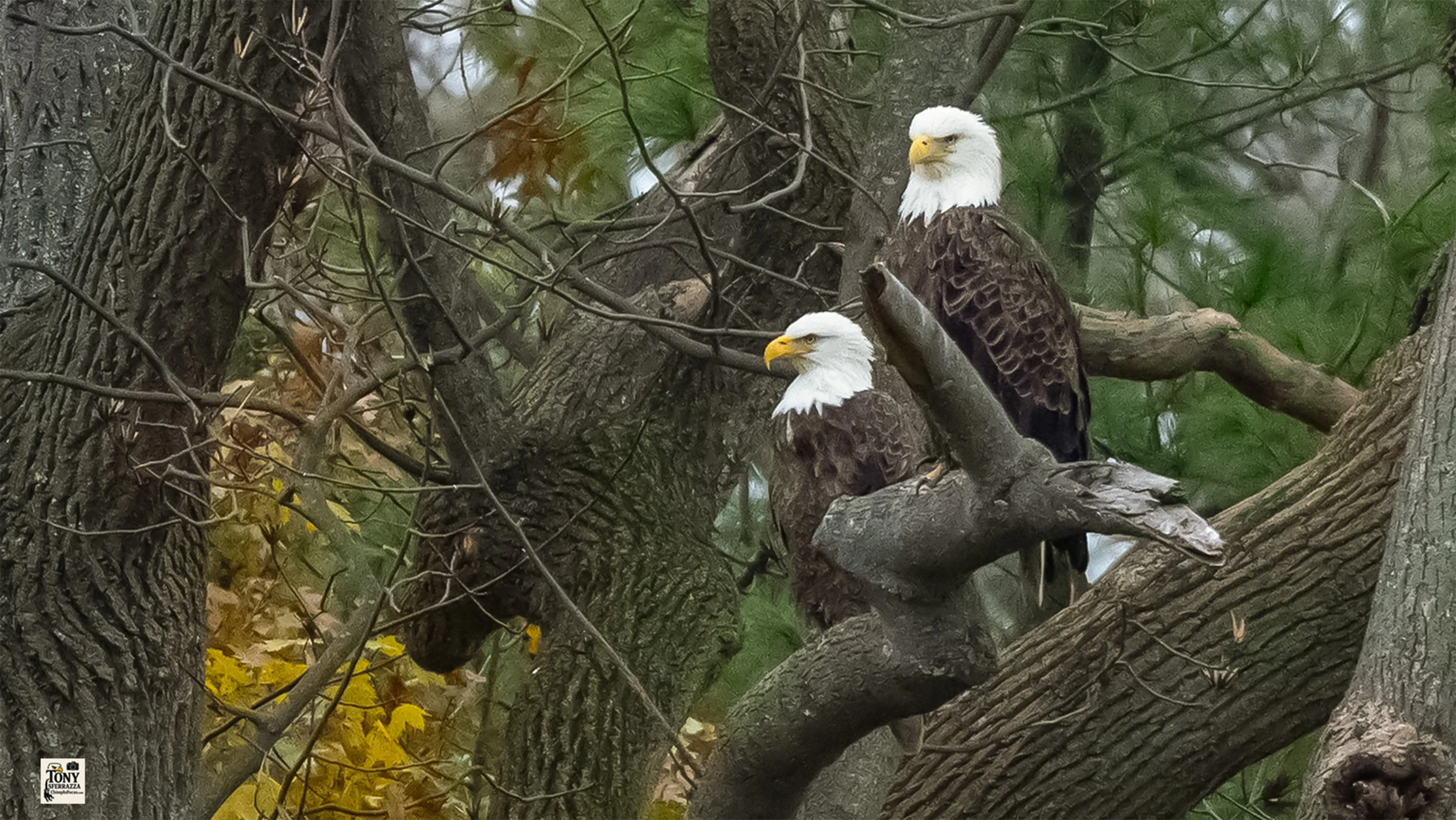 YP-Stack-Sony a1-Nov 25 2025.jpg