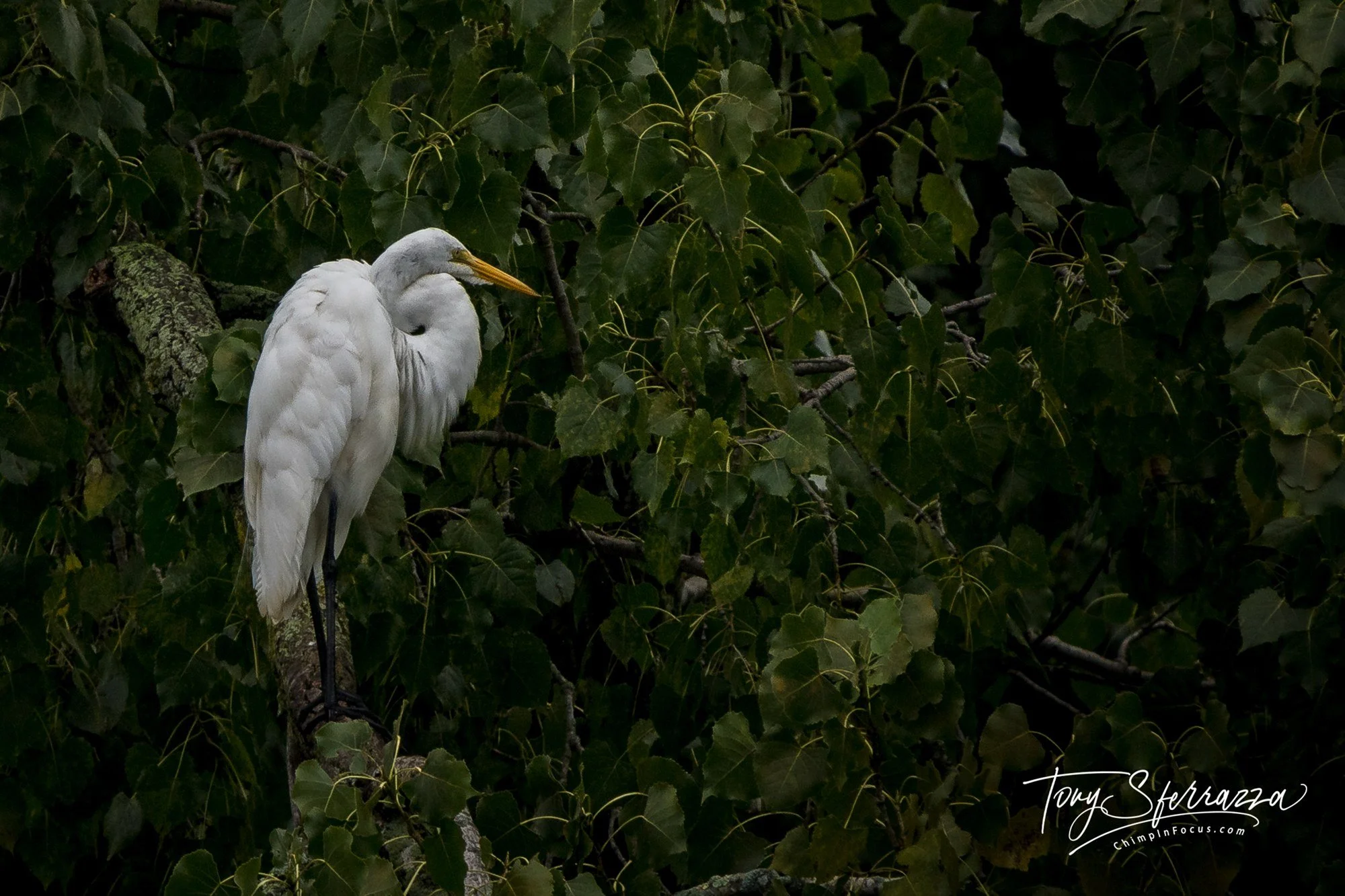 YP--Nature-v1-DSC00157.jpg