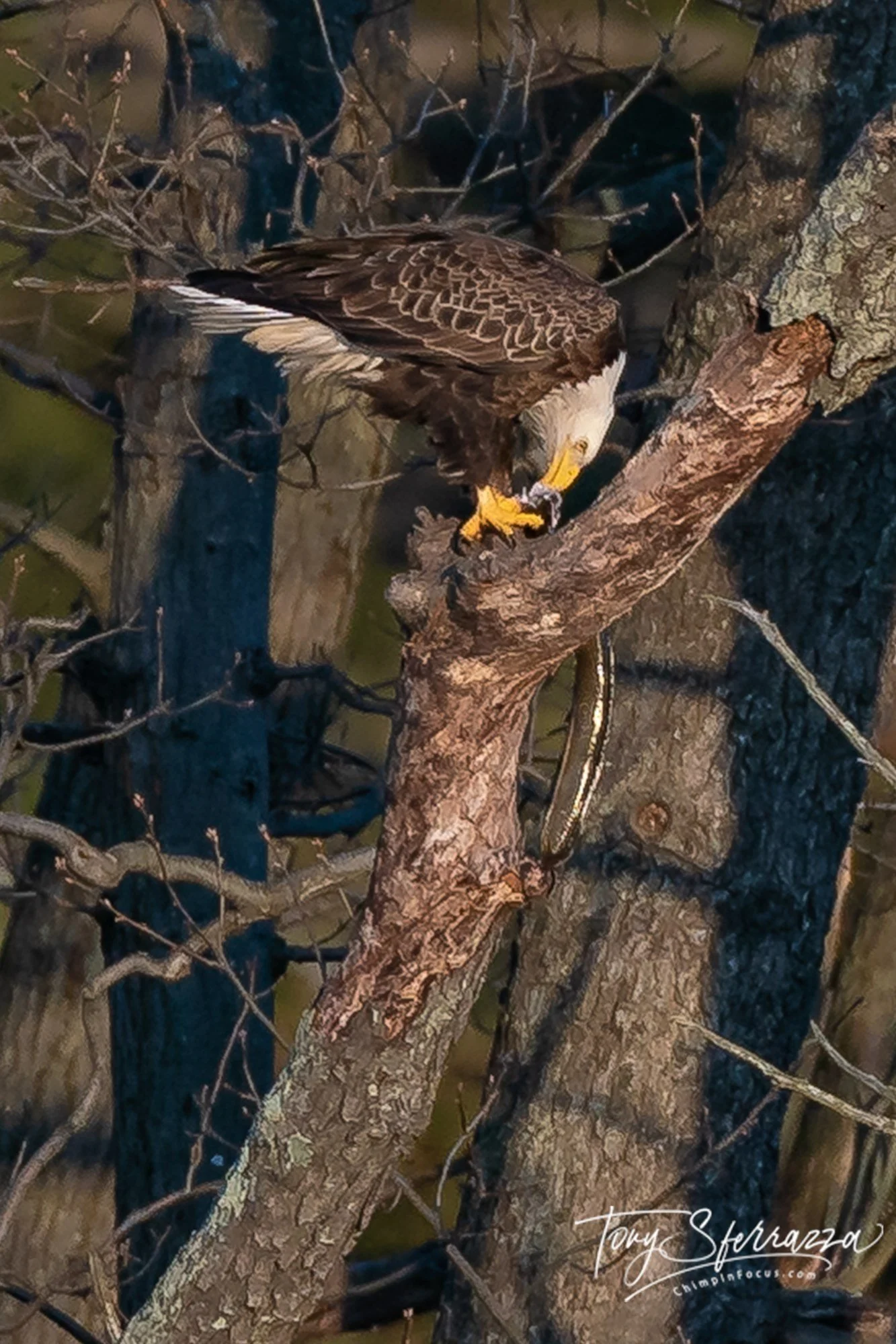YP-A0900785-Edit.jpg