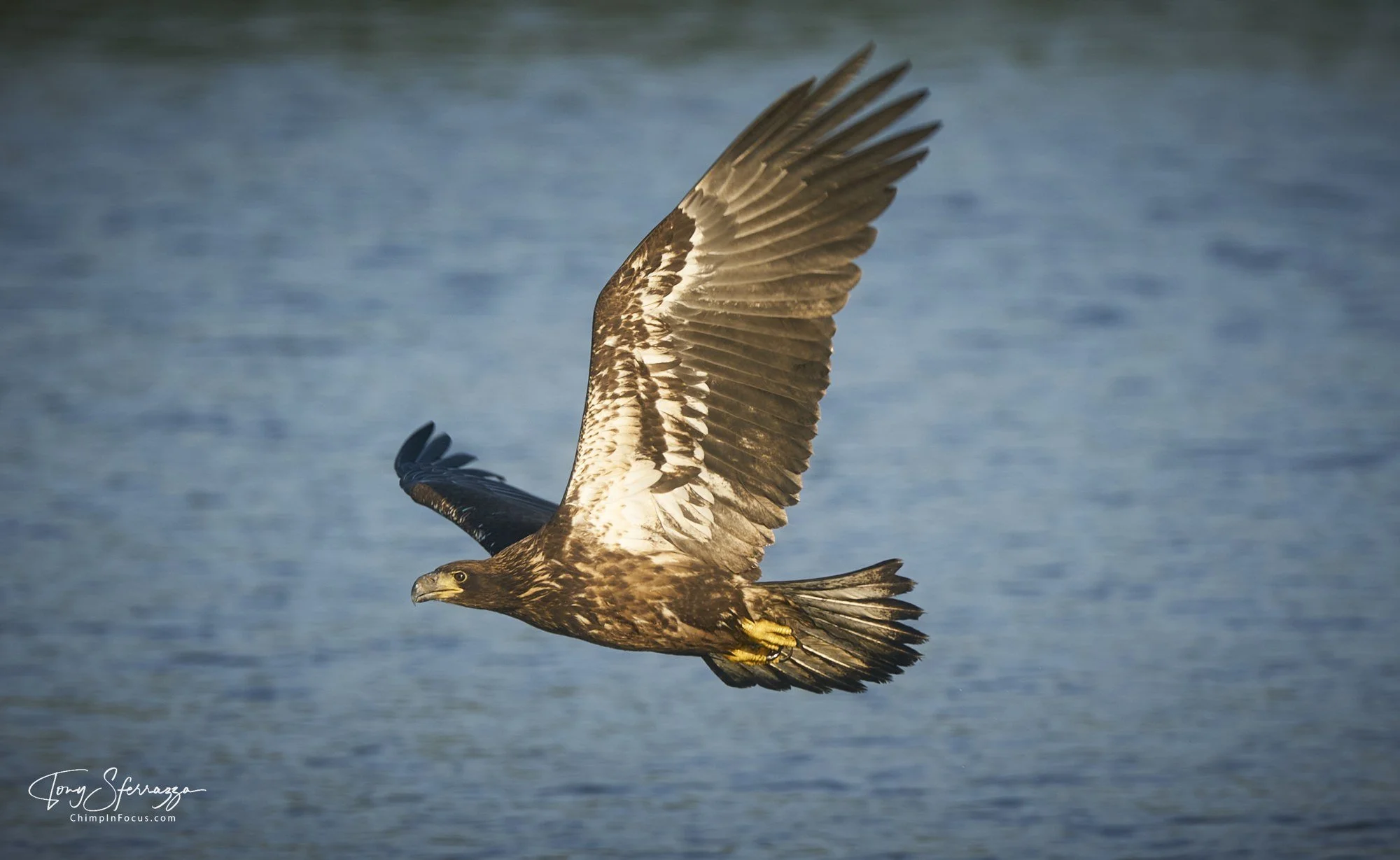 YP-A9204059.jpg