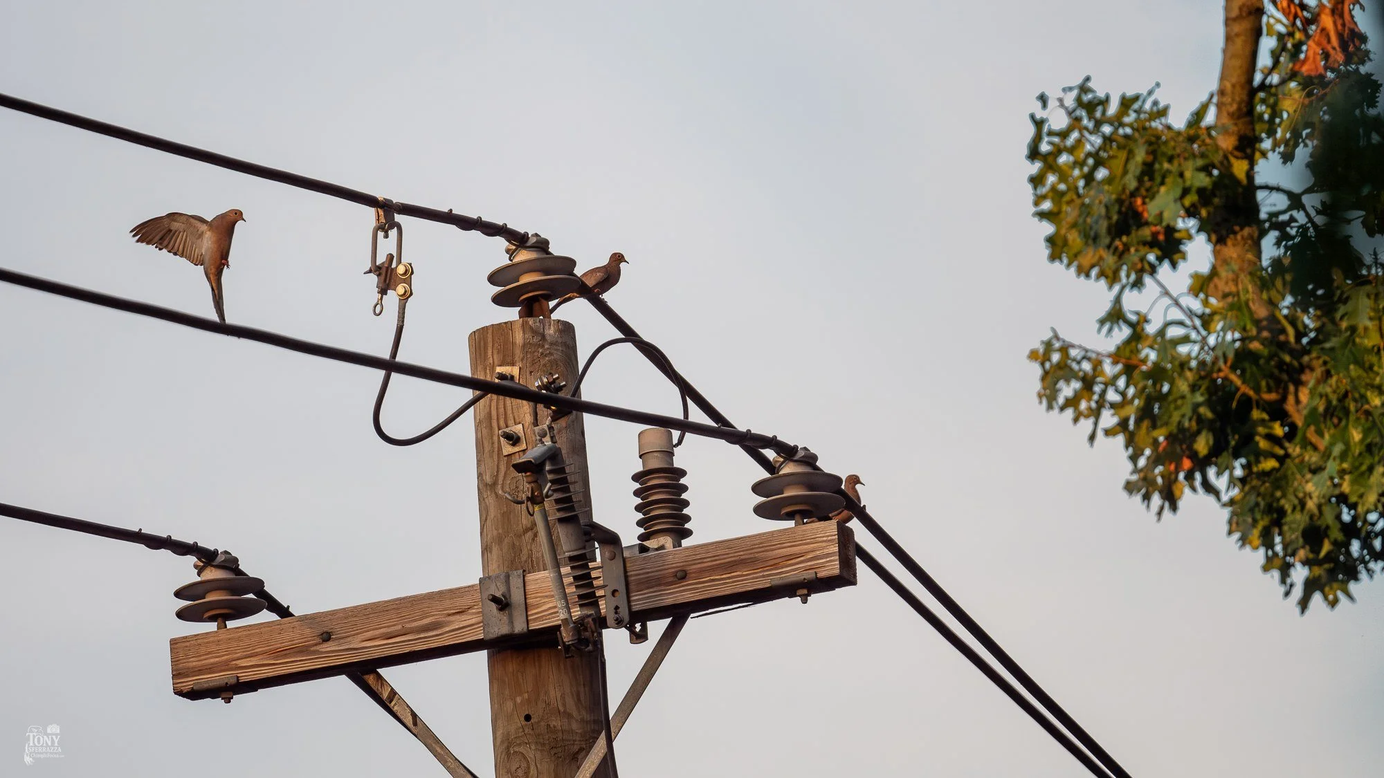 YP-DSC_1120-July 25, 2025.jpg