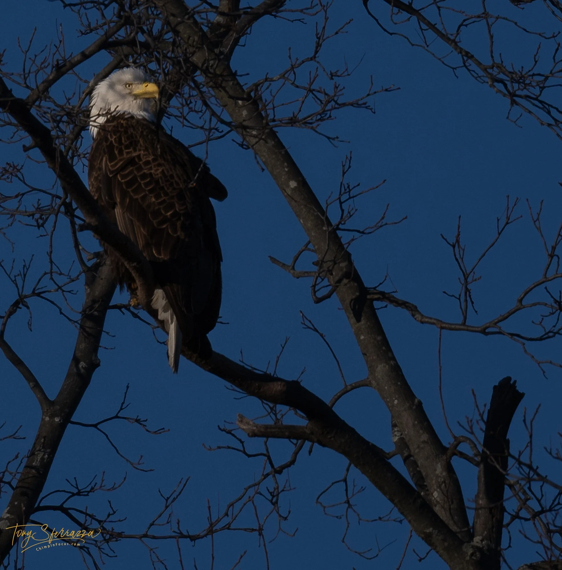 YP-NZ9_5796-December 14, 2024.jpg