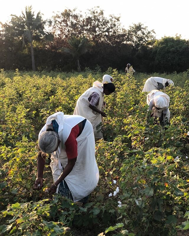 On the regenerative cotton farm, farmers work to hand-harvest the new crop.