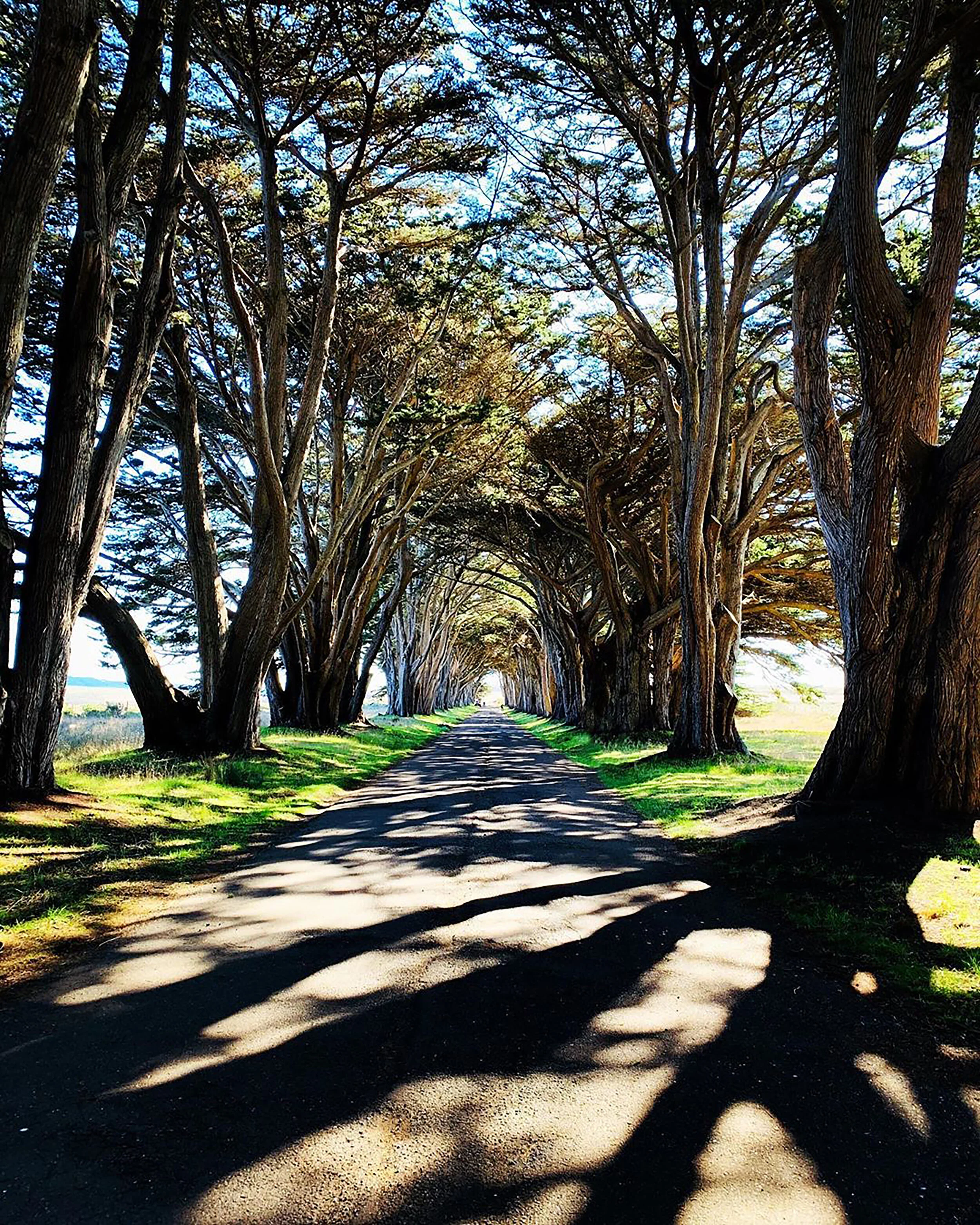 Cypress Tree Tunnel.jpg