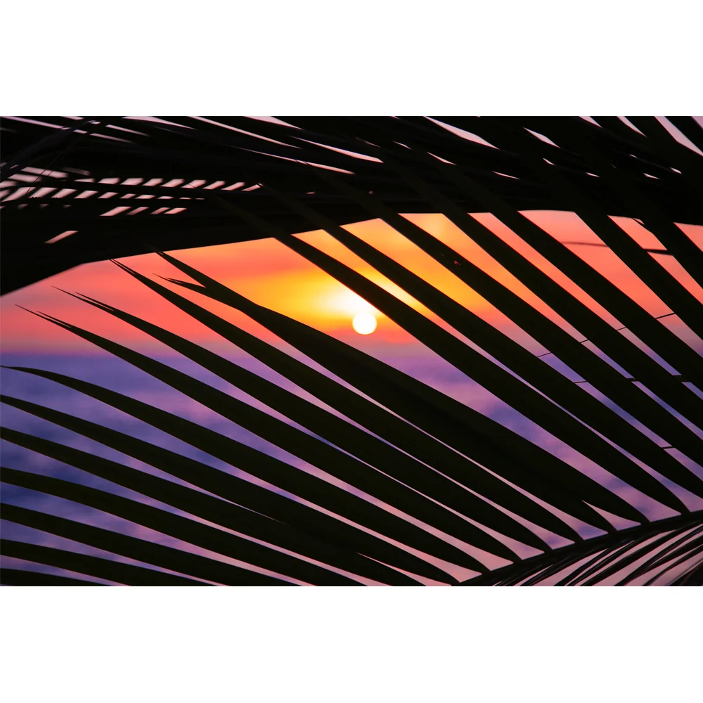 Sunset Palms
