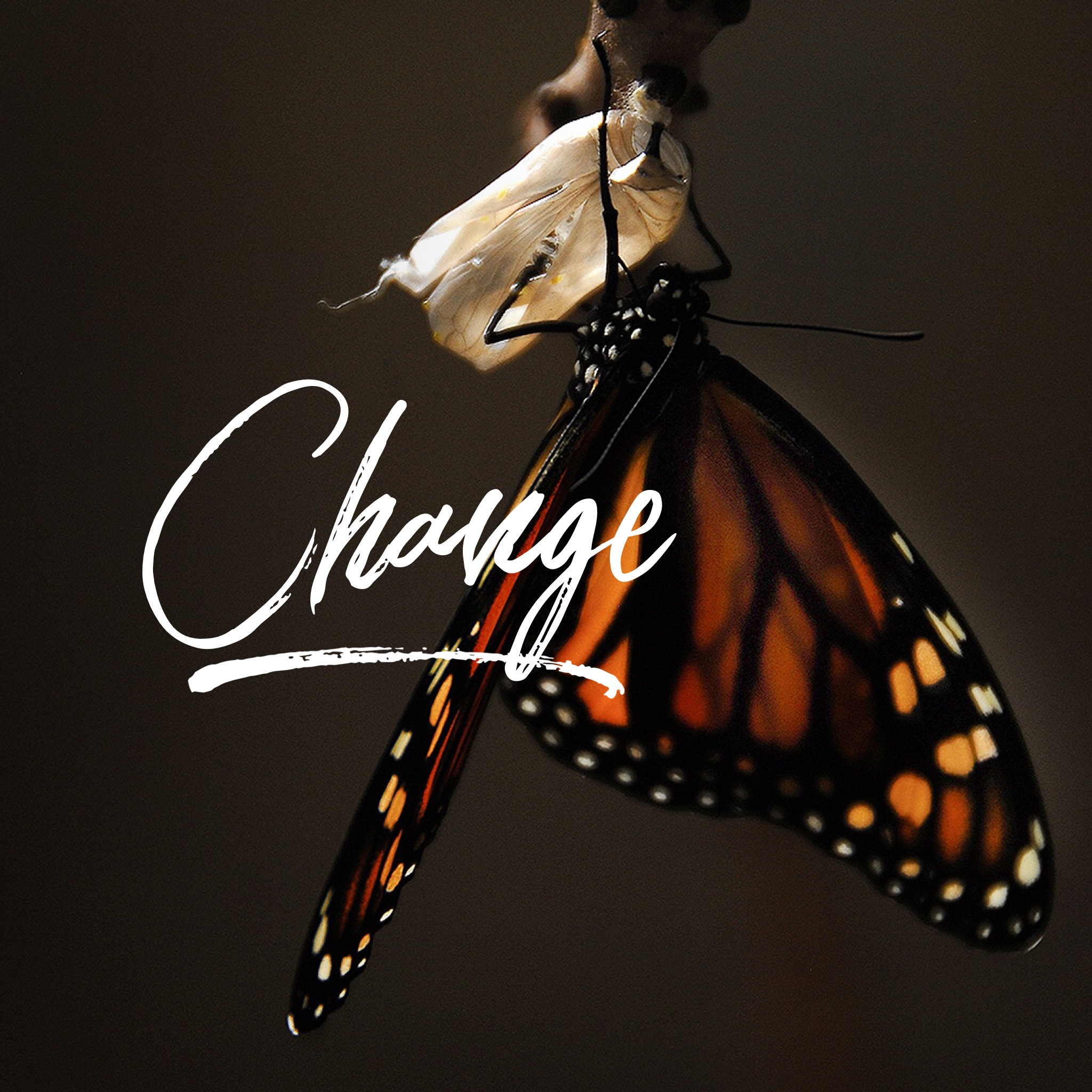 21 Days of Gratitude- Day 17