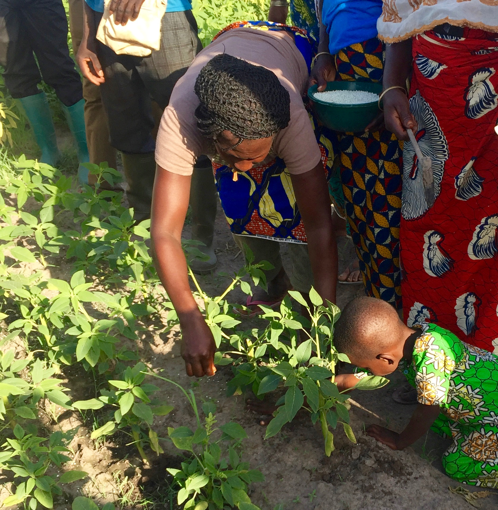 Improving food security and livelihoods for rural West Africa