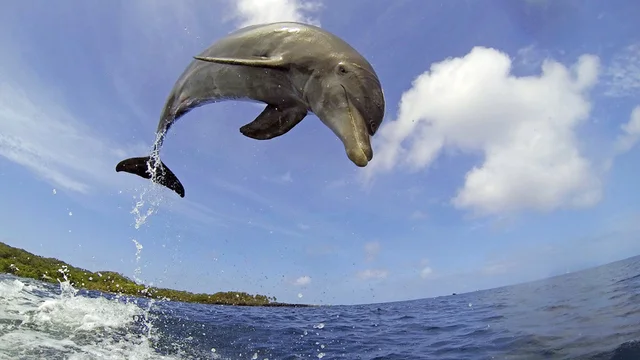 The drug craze that’s sweeping the oceans: teen dolphins getting high on pufferfish