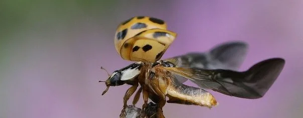 High-flying ladybugs are taking over everything