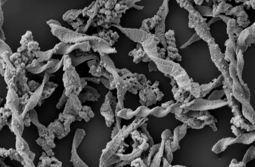 Recreating Microfossils at the CLS