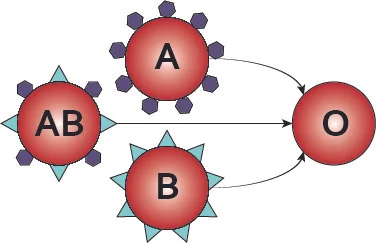Tackling transfusion with a universal O-type blood