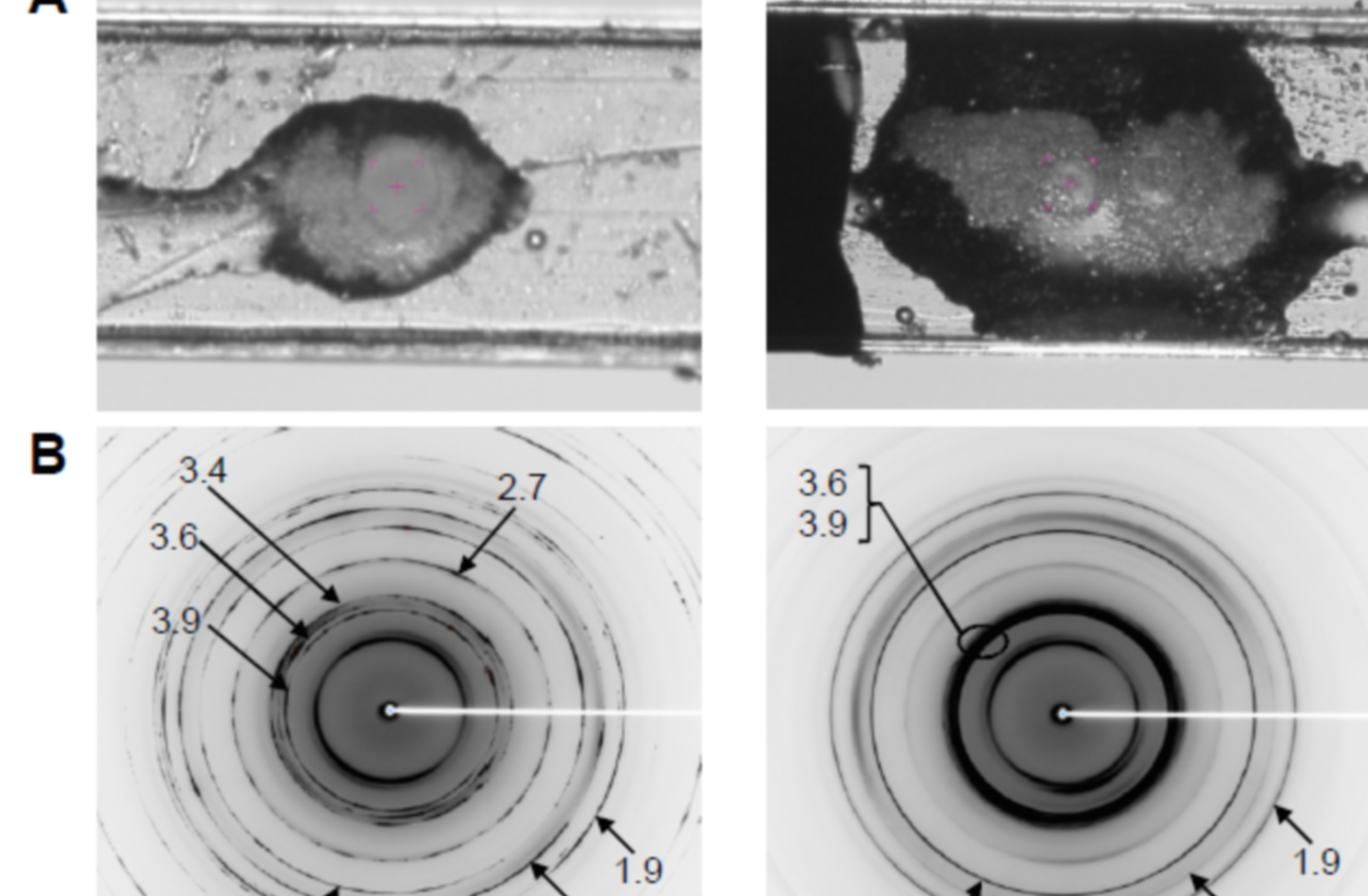 cmcf-bovine-oocyte-e1421958359334.png