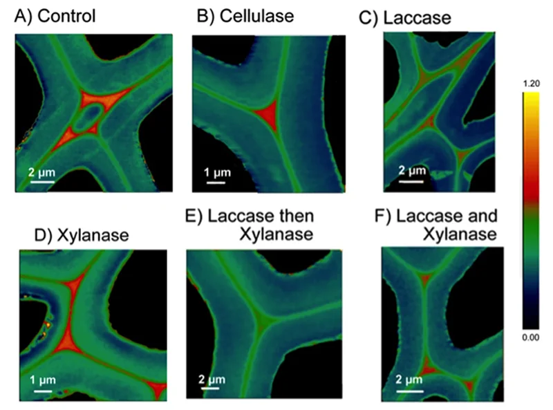 cell-wall-structures.jpg