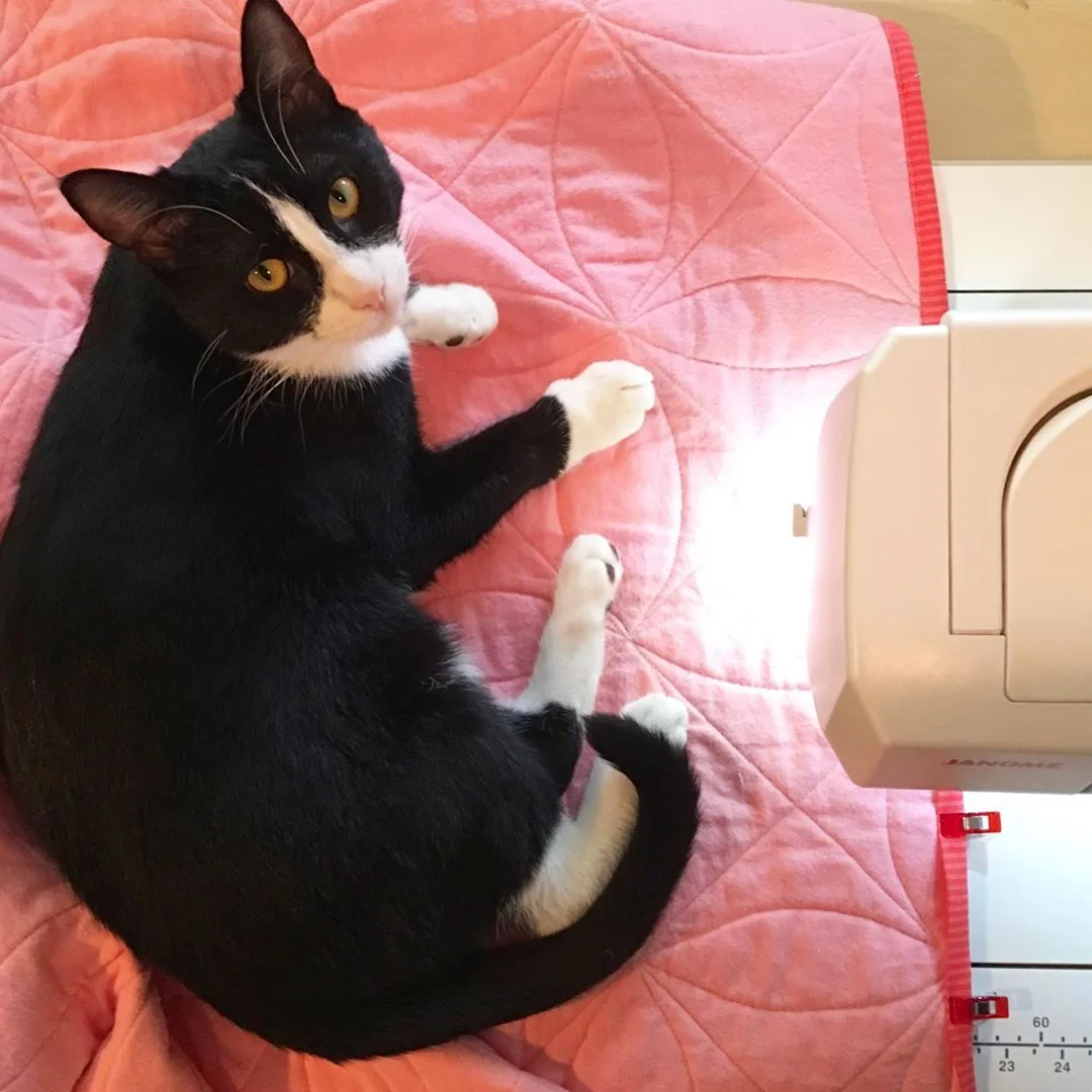 Tuxedo Kitten on Vintage Squares Quilt via www.helloquilting.com