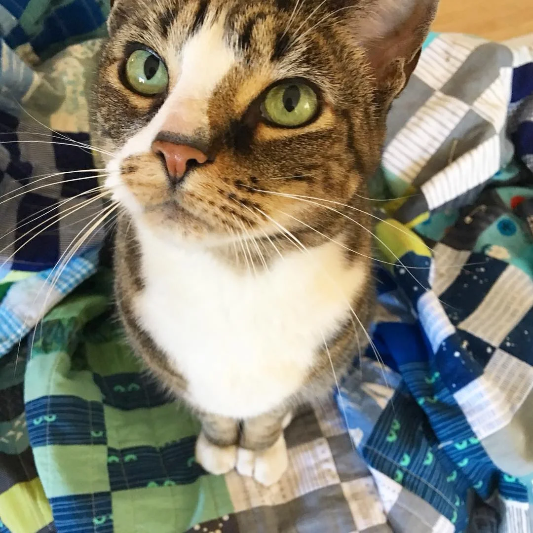Resident Quilt Inspector Piper via www.helloquilting.com