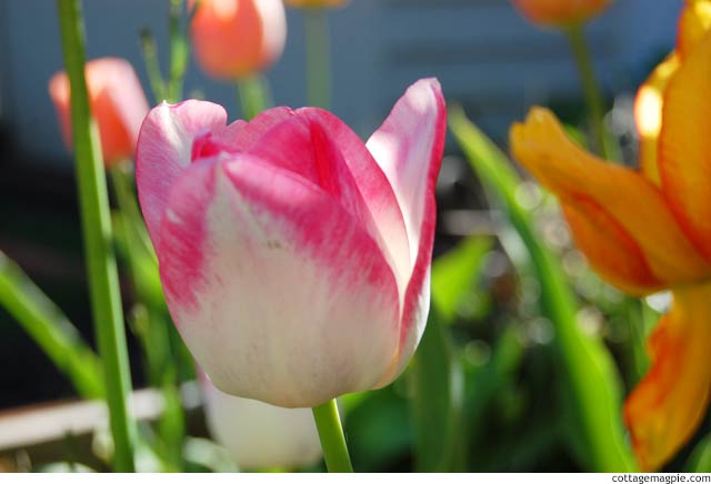 April Blooms in the Pacific Northwest