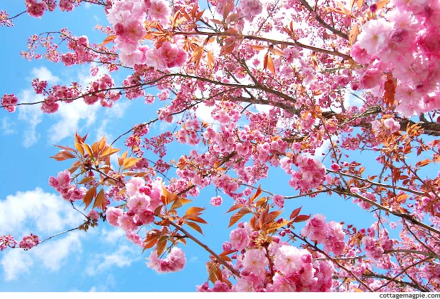 Kwanzan Flowering Cherry (Prunus serrulata 'Kwanzan')