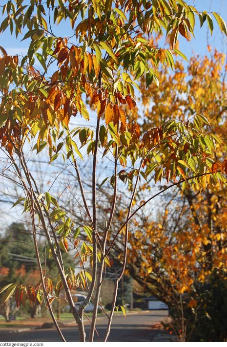 November Blooms in the Pacific Northwest