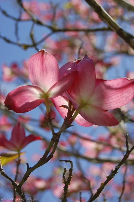 May Blooms in the Pacific Northwest