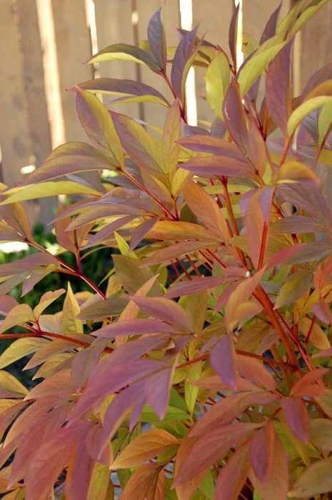 September Blooms in the Pacific Northwest