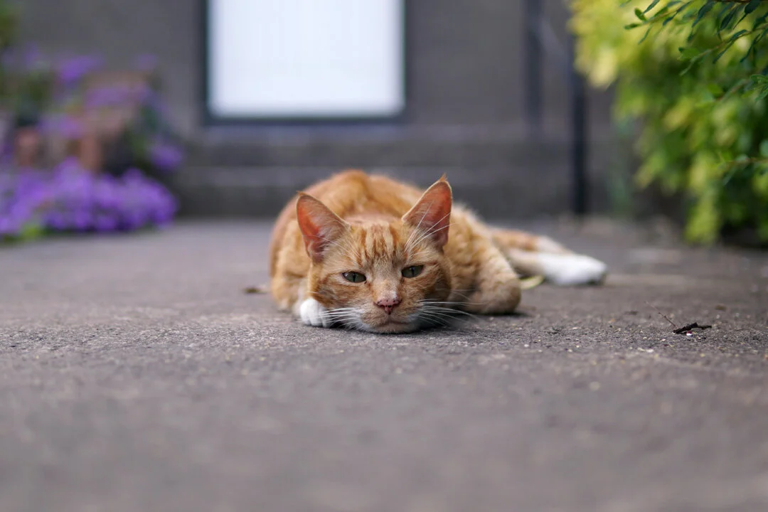 Lounging Cat by Alex West on Unsplash via www.angelamaywaller.com