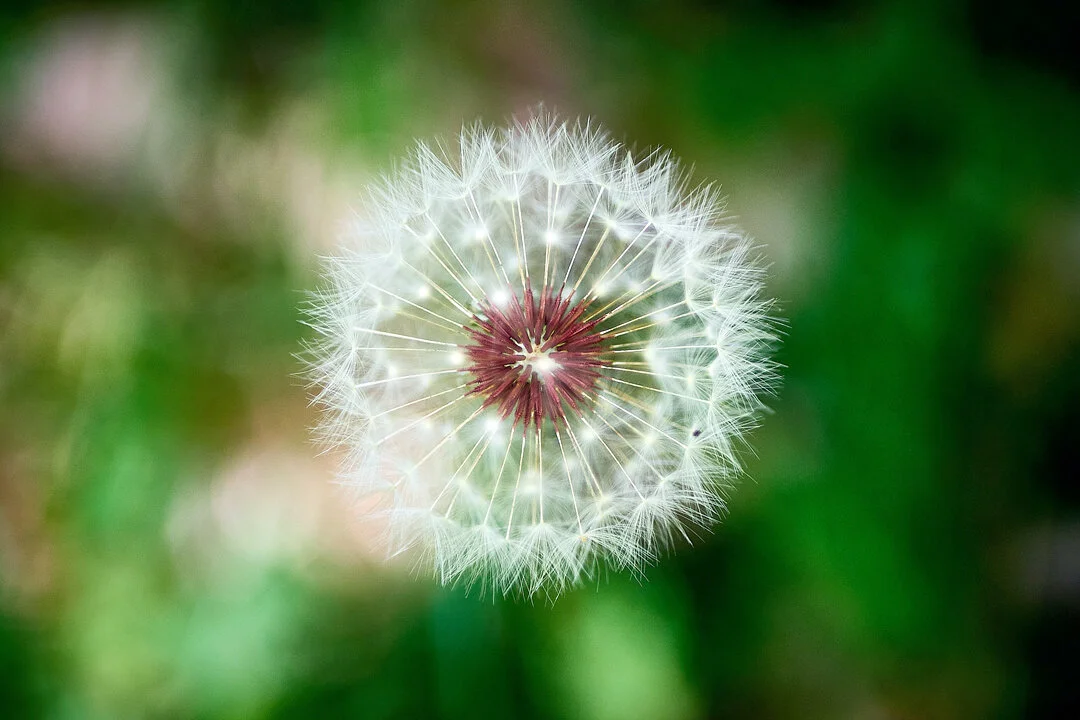 Dandelion Fluff by Juan Gomez via www.simplecreativehome.com