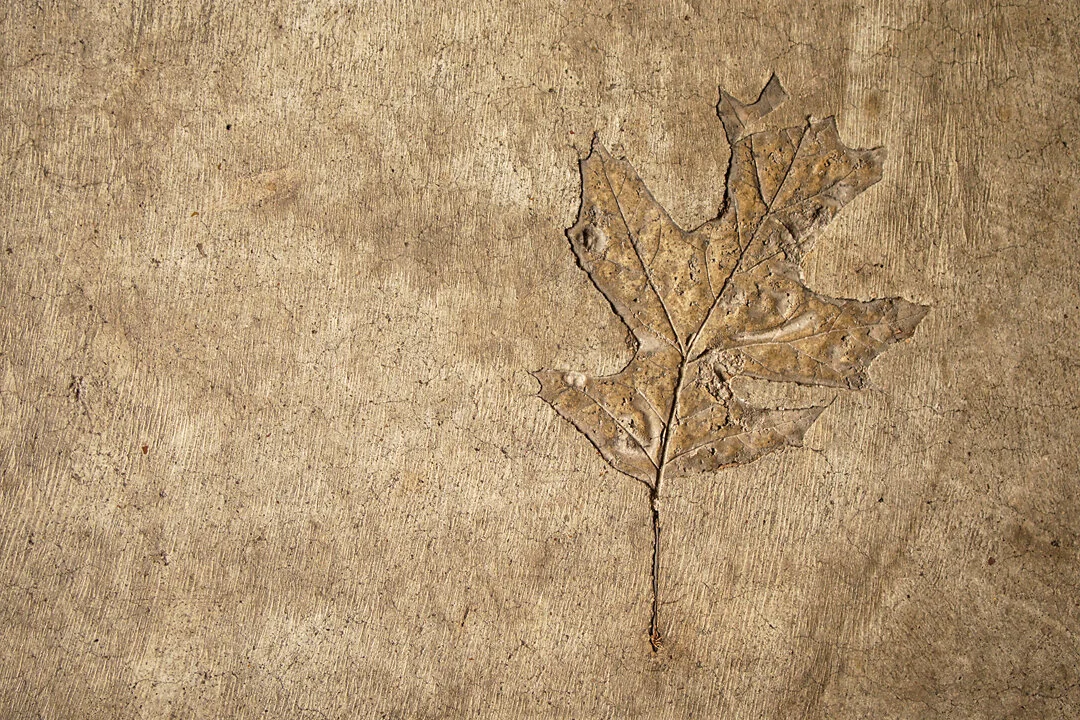 Concrete Leaf by Michael Dziedzic on Unsplash via www.simplecreativehome.com
