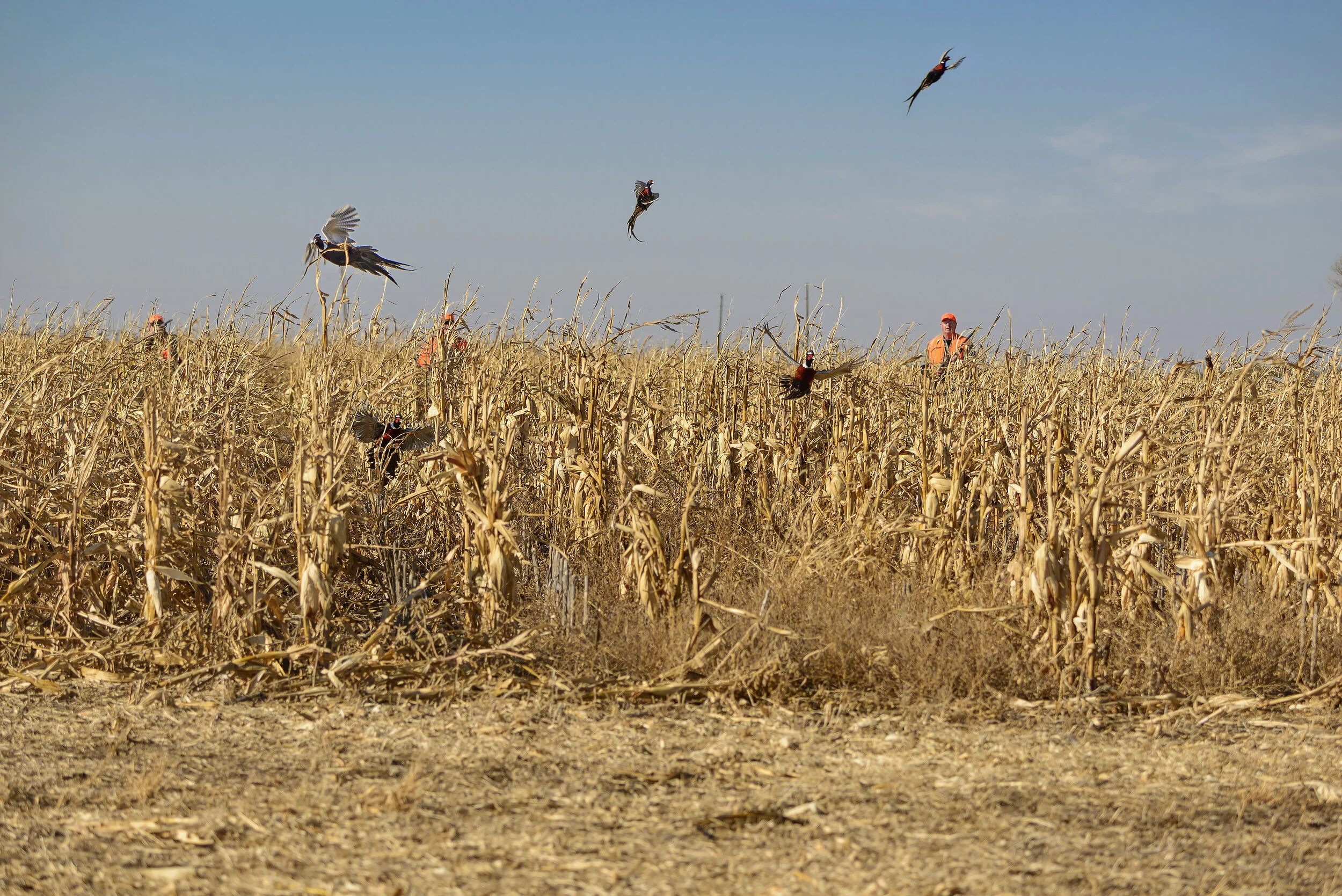 Upland Game — Big Bend Ranch South Dakota Pheasant Hunting Lodge