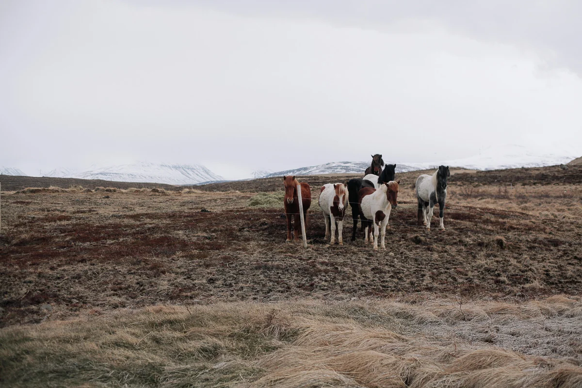 Iceland Web -60.jpg