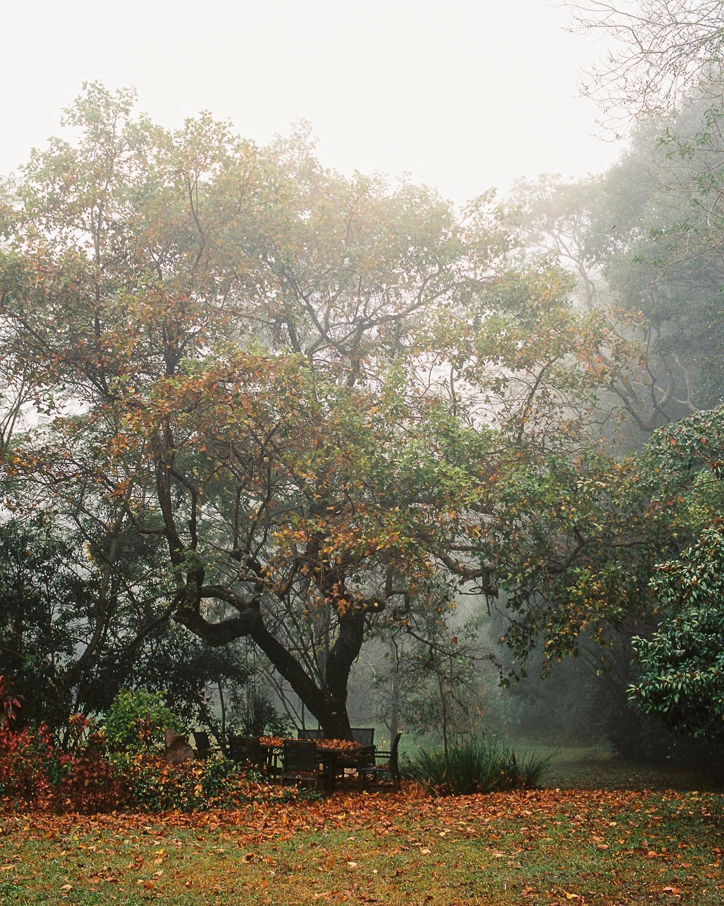 The yard looked a lot like this today. My favourite tree lost almost all its leaves 🍁 and the mist is hanging in its bare branches. 
I could stare at this for ages. 
I took these images a few weeks ago when we had similar weather to fill up the film