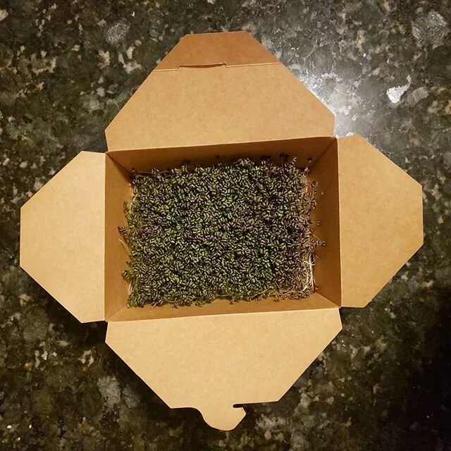 Mizuna sprouts