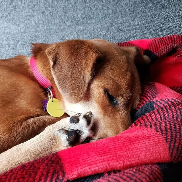 Toe beans
.
#dogsofinstagram #nureongi #rescuedogs