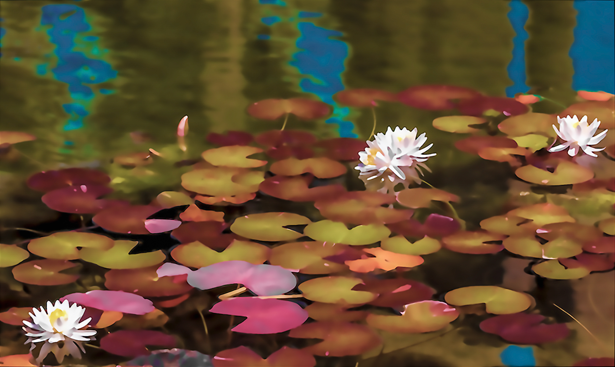 Water Lily (04)