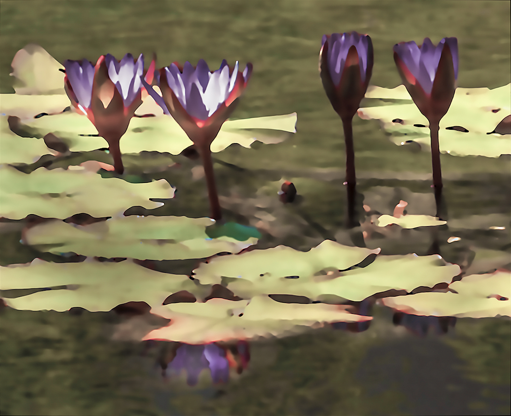 Water Lily (02)