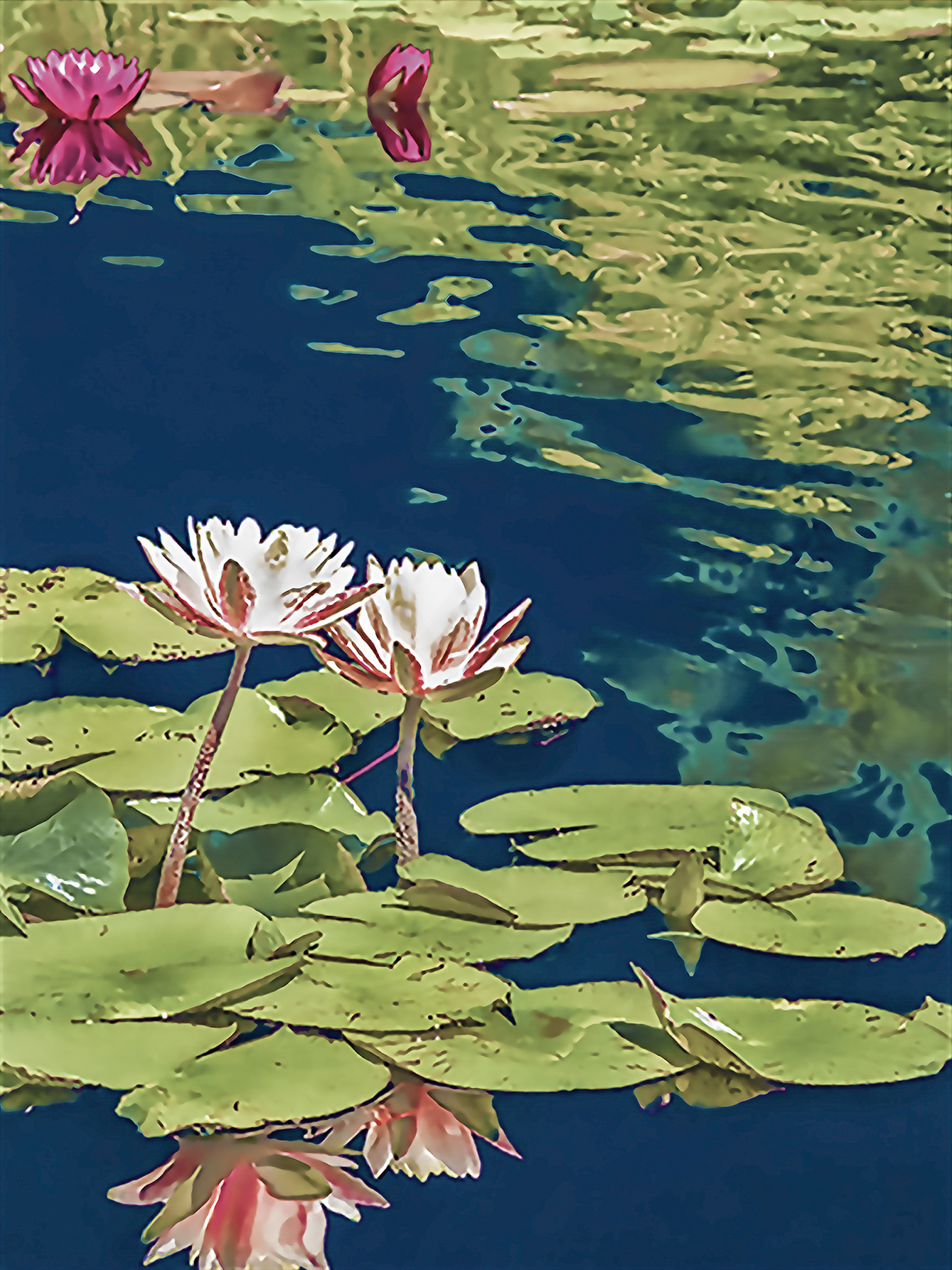 Water Lilly (107)