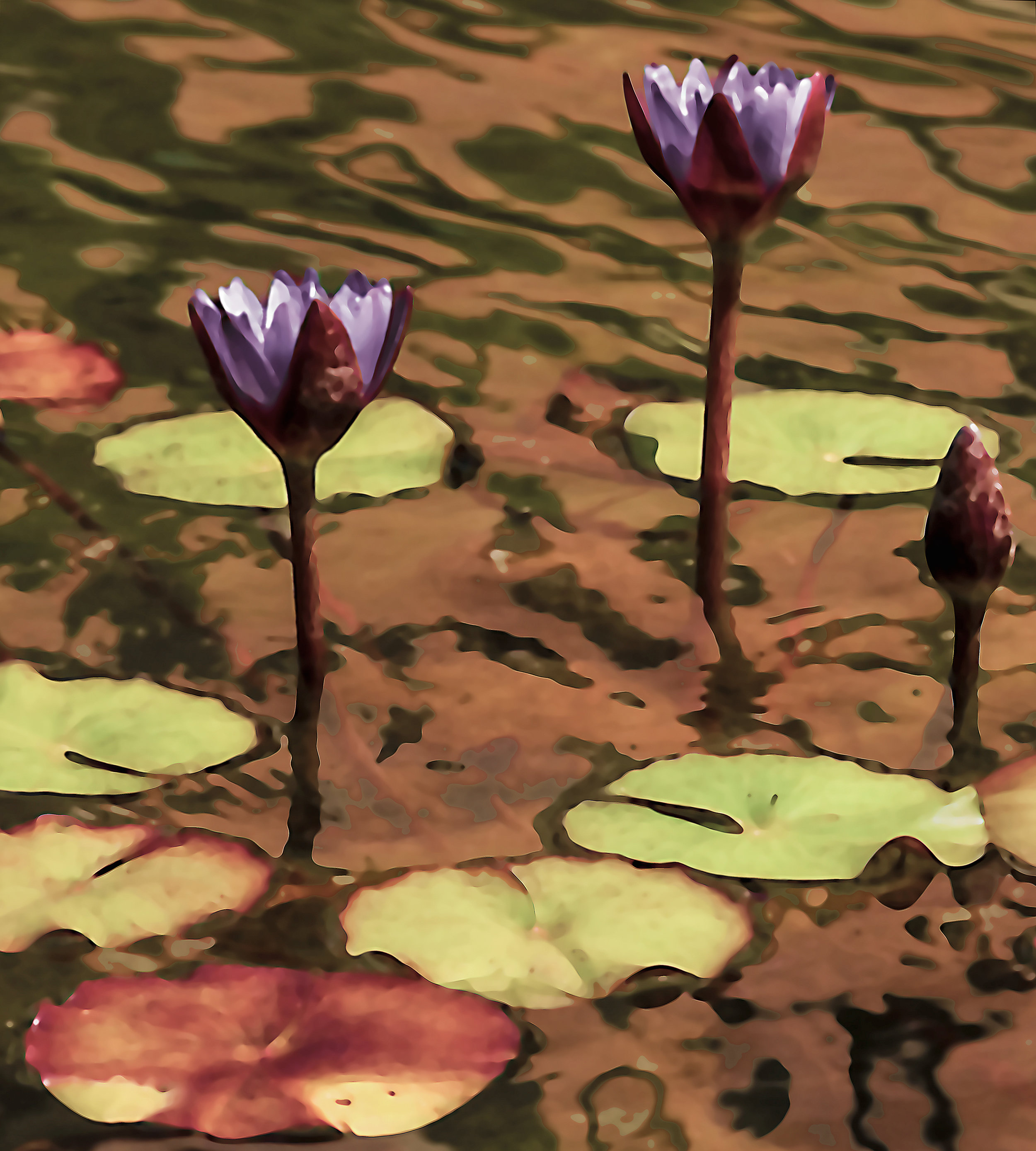 Water Lily (0160)