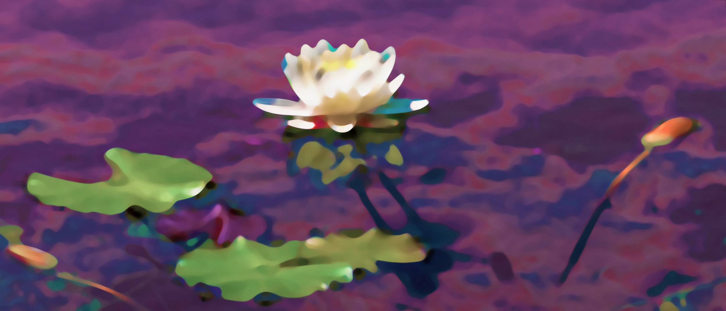 White Water Lily (0169)