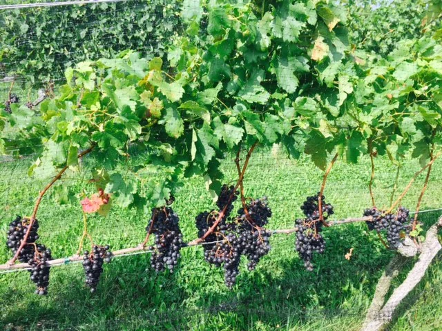 LI Wine Country 2.jpg