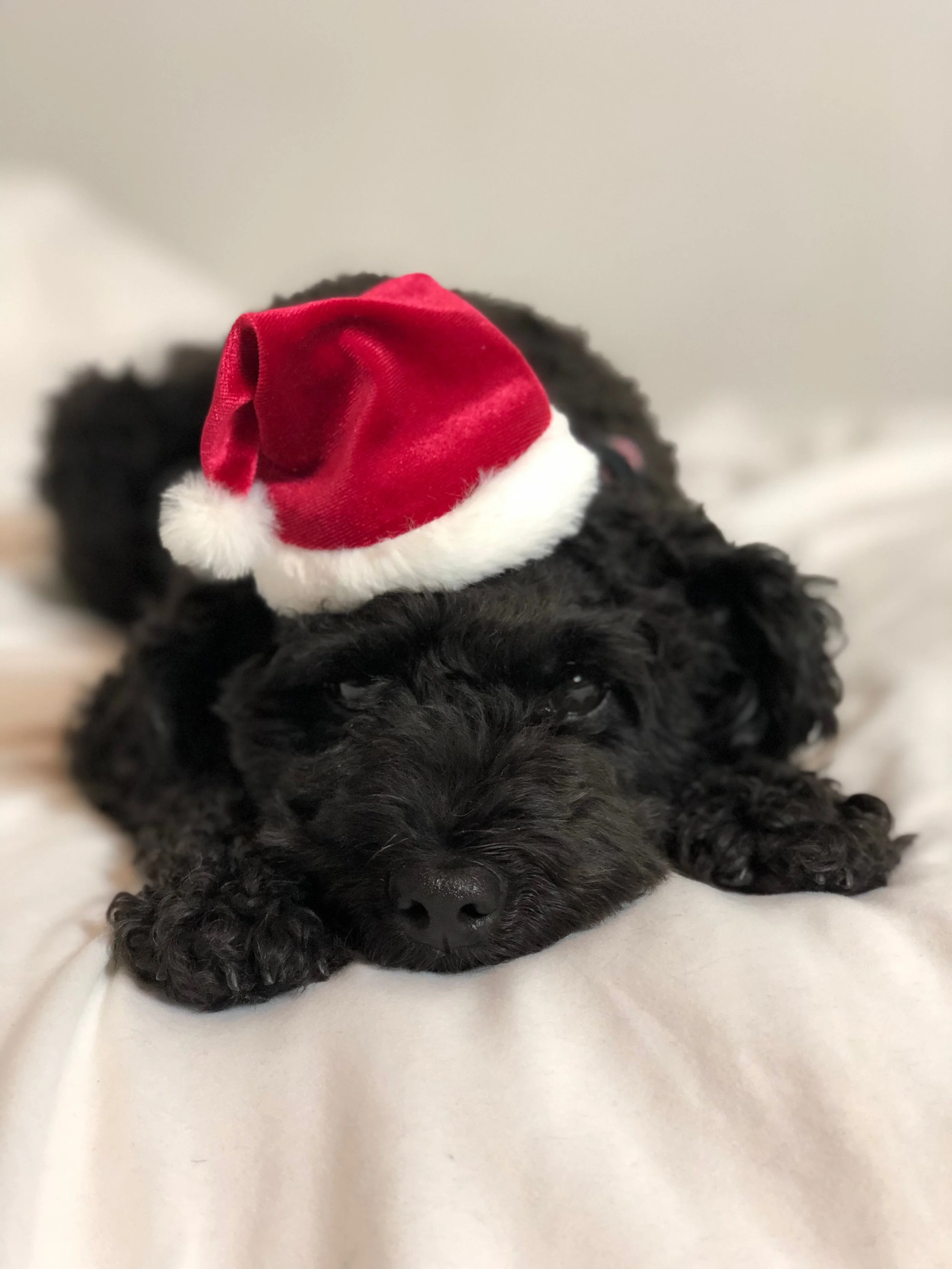 xmasmousse.jpg