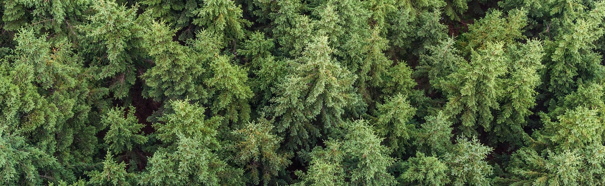aerial-view-conifers-fir-trees-574190 (1).jpg