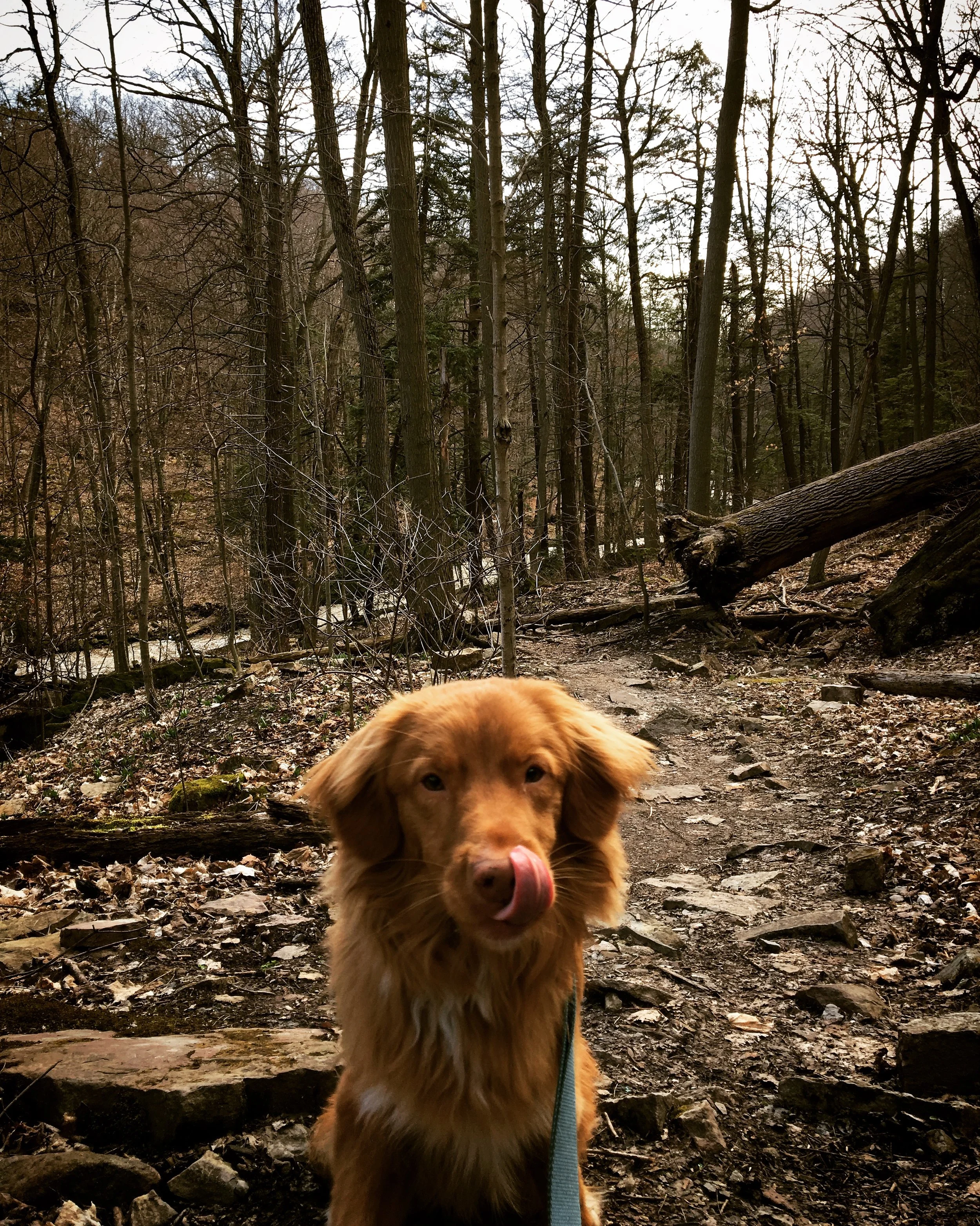 GRYPHON - Duck Tolling Retriever